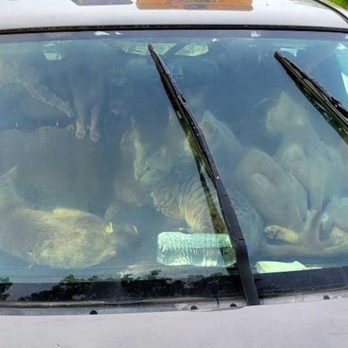 many cats in a car