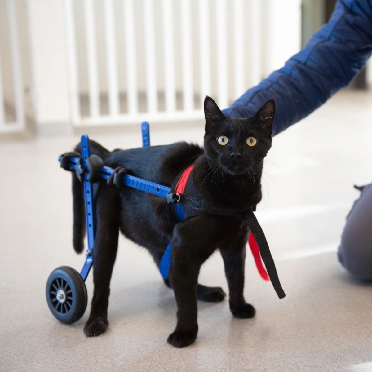 miles the paralyzed cat