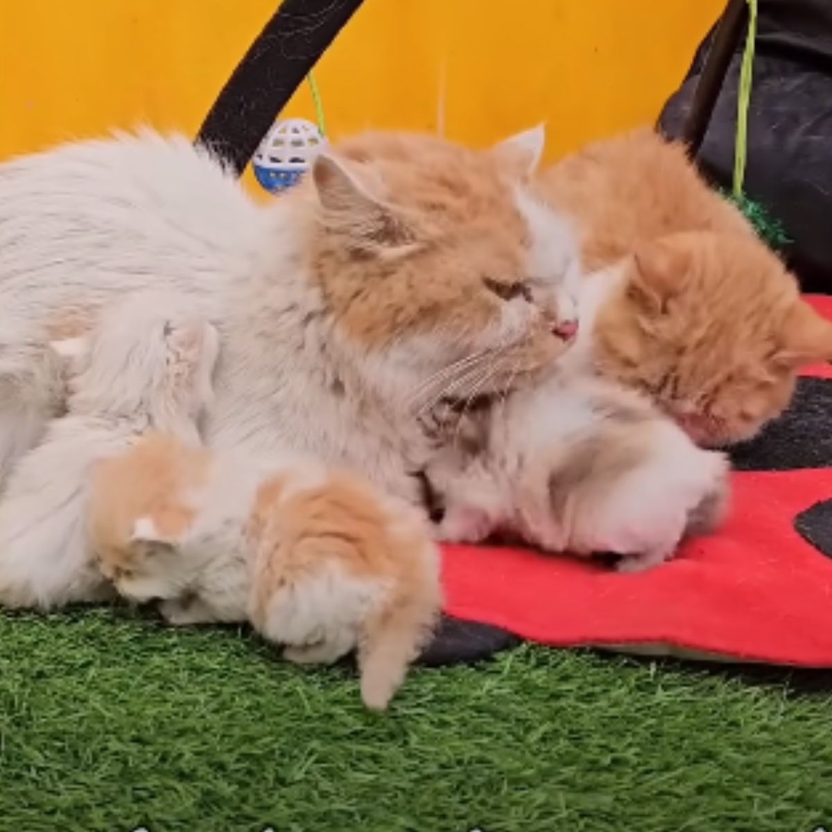 mother cat and kittens laying down