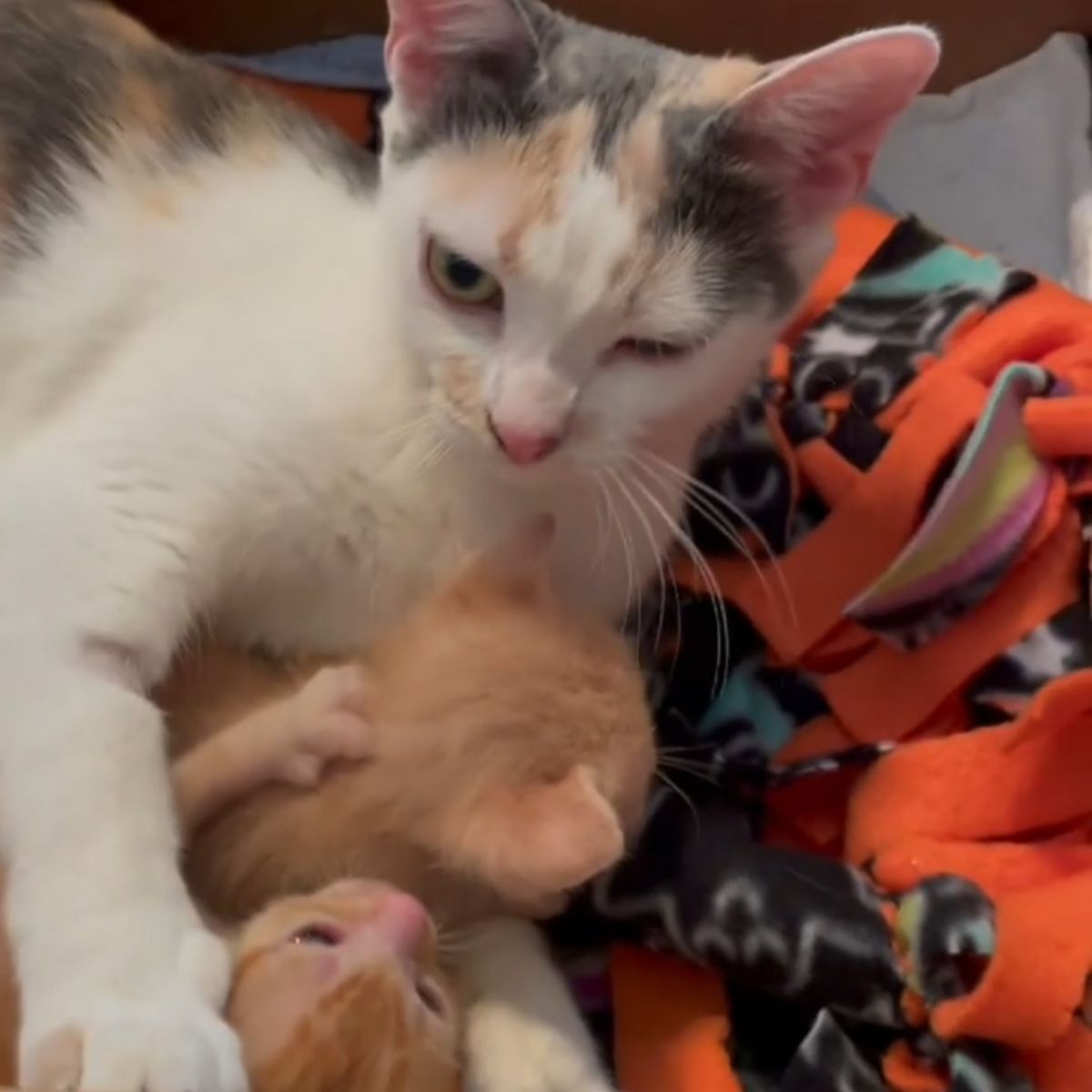 mother cat and two ginger kittens