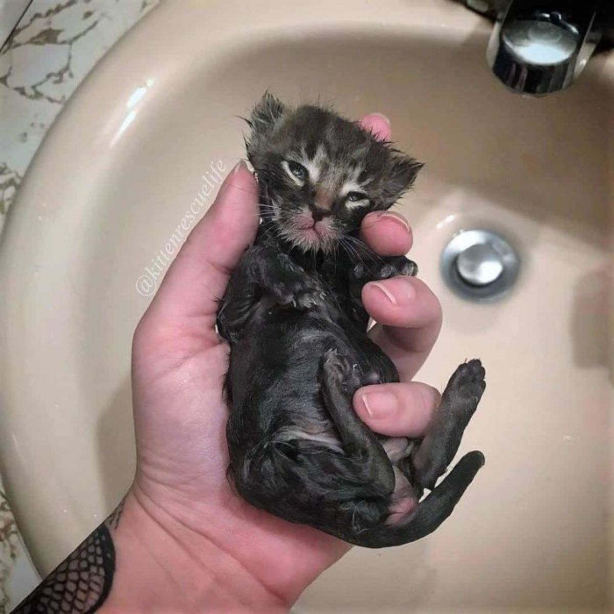 newborn black kitten
