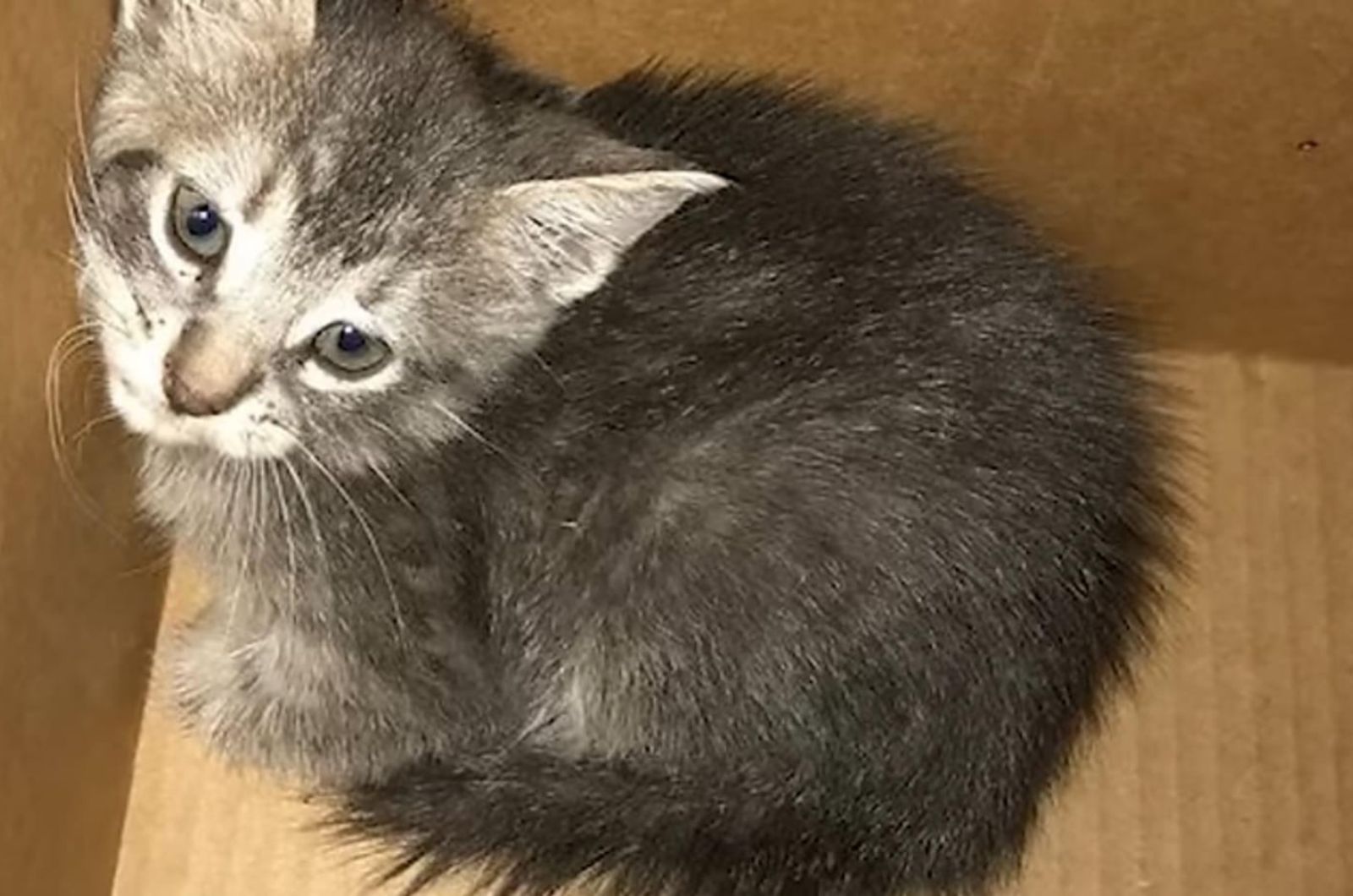officer found kitten