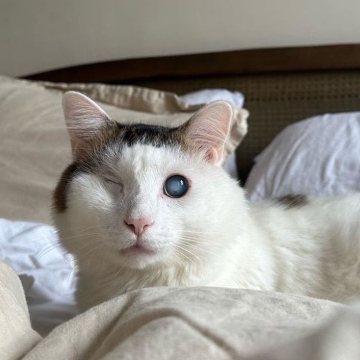 one eyed cat lying in bed