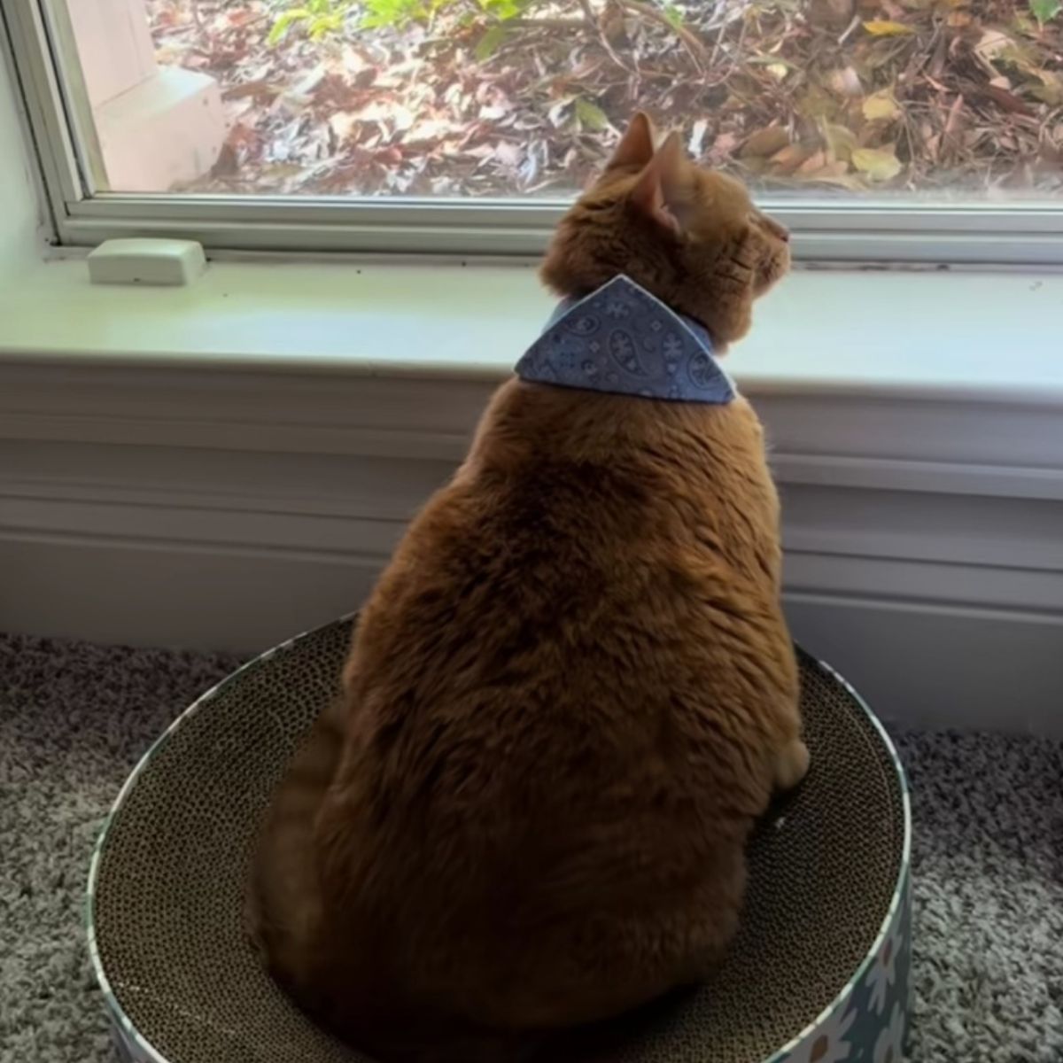 orange cat looking trough window