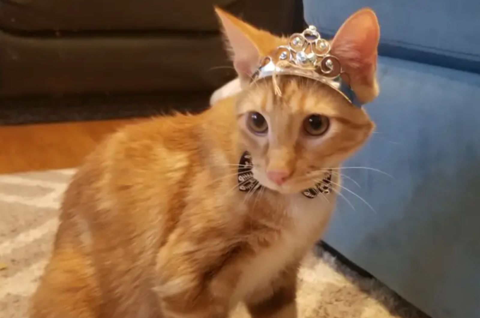 orange cat with crown