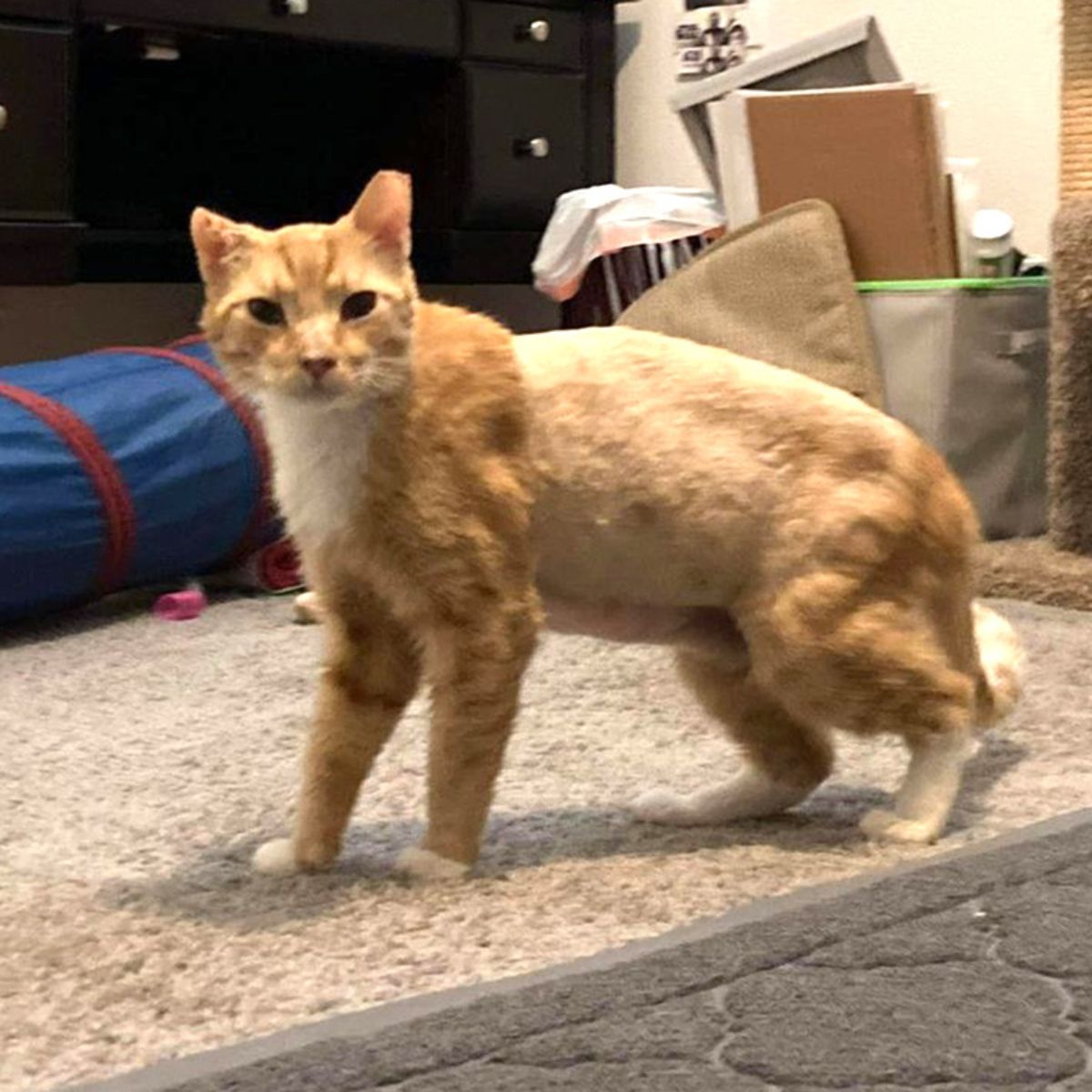 orange cat with shaved back