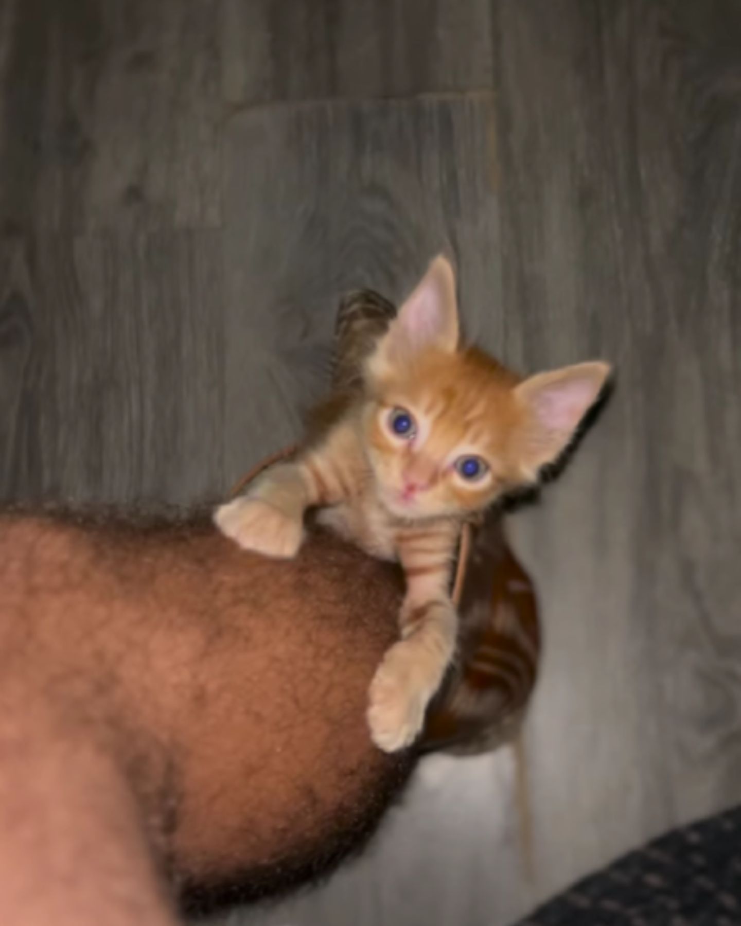 orange kitten reaching up on man's leg