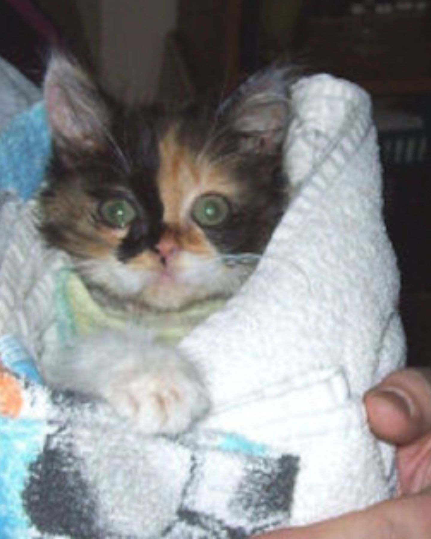 owner holding kitten in blanket