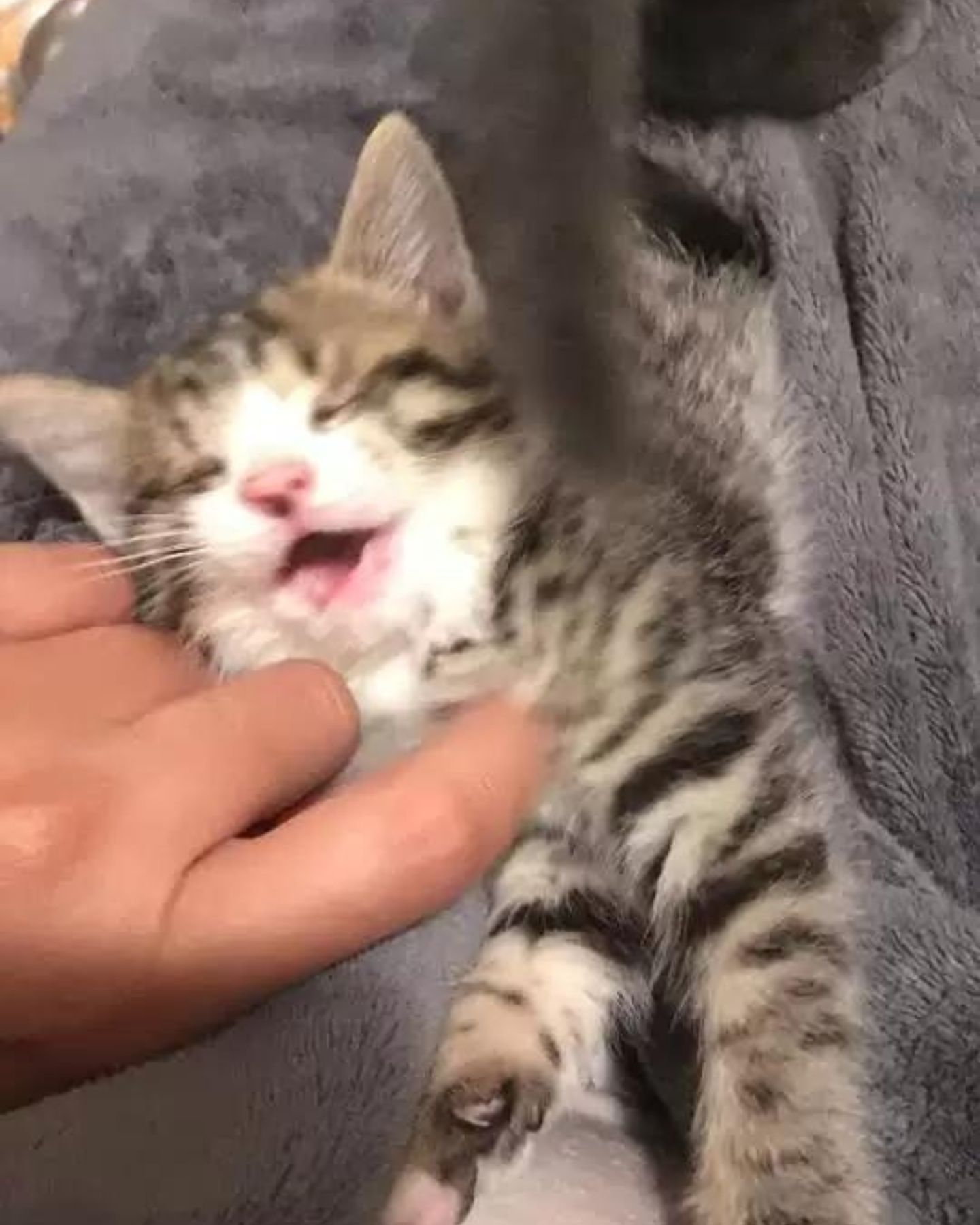 owner playing with tabby kitten