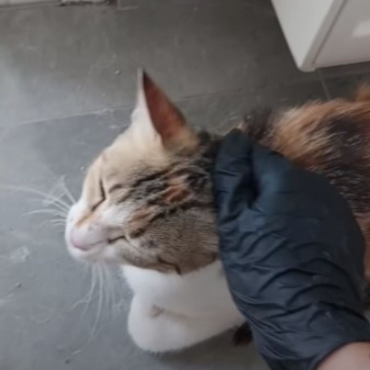 owner with gloves petting a cat