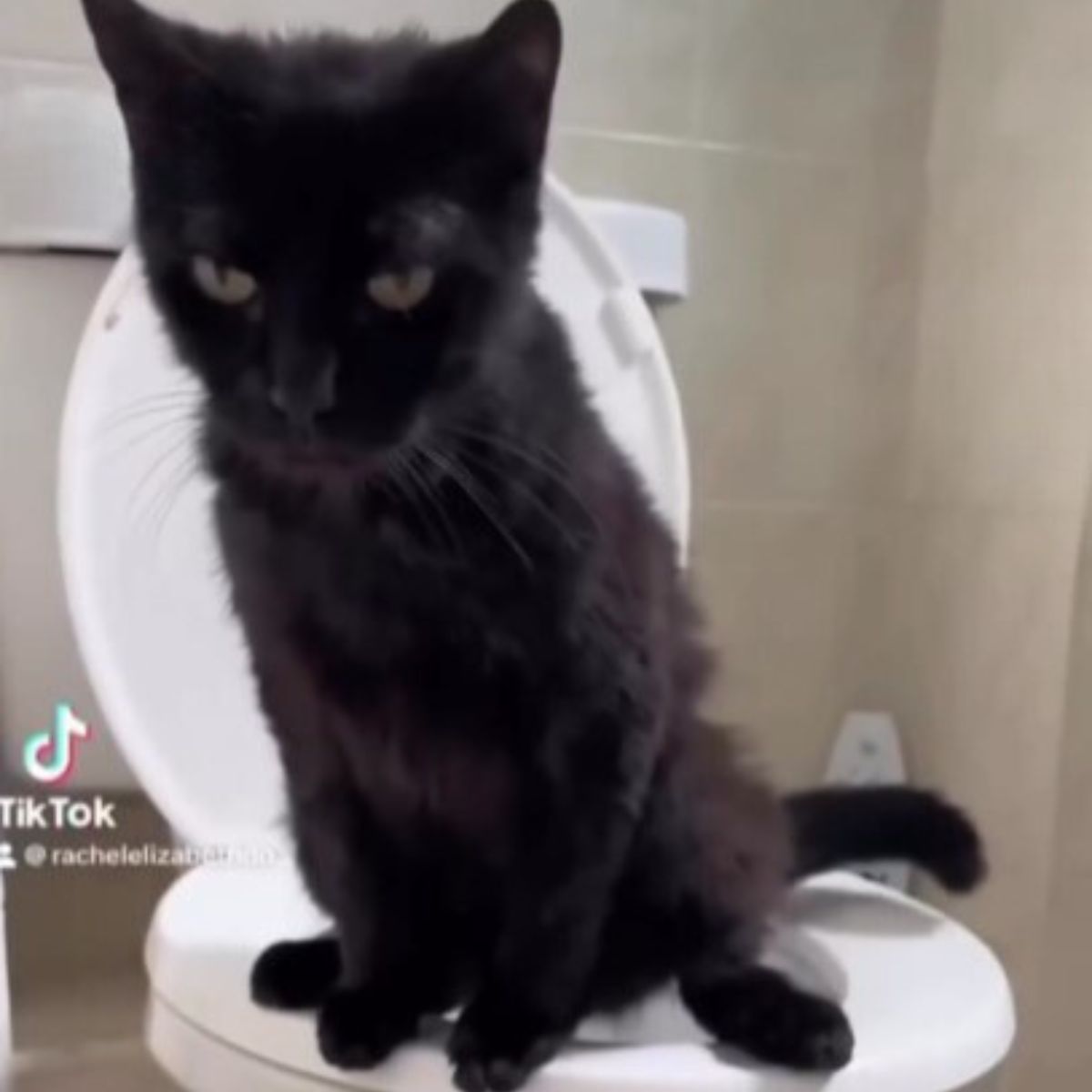 photo of black cat on toilet
