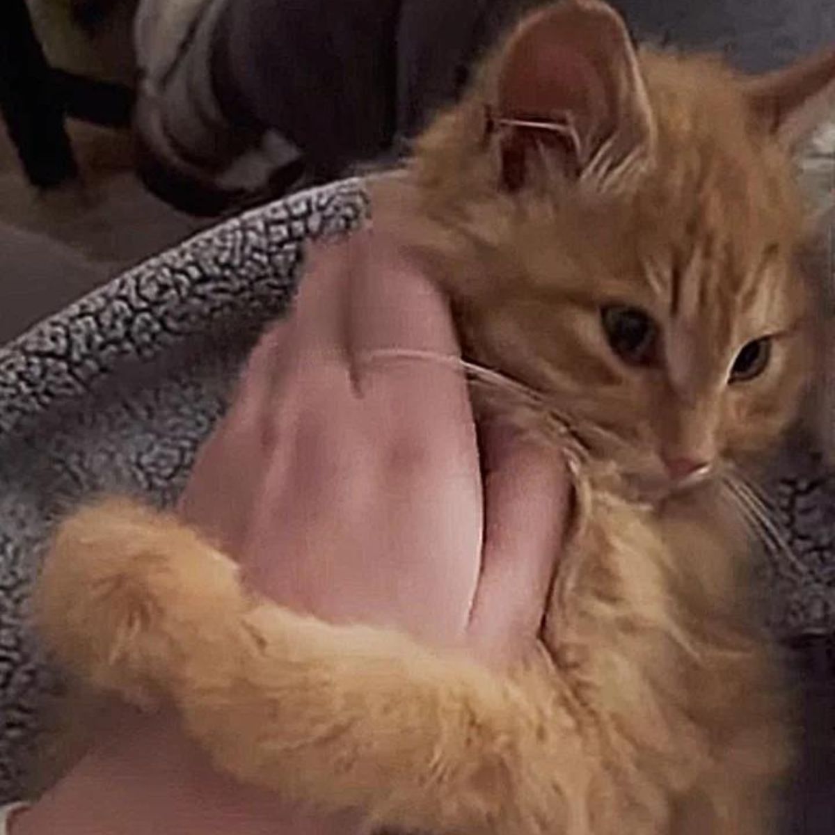 photo of hand petting the kitten