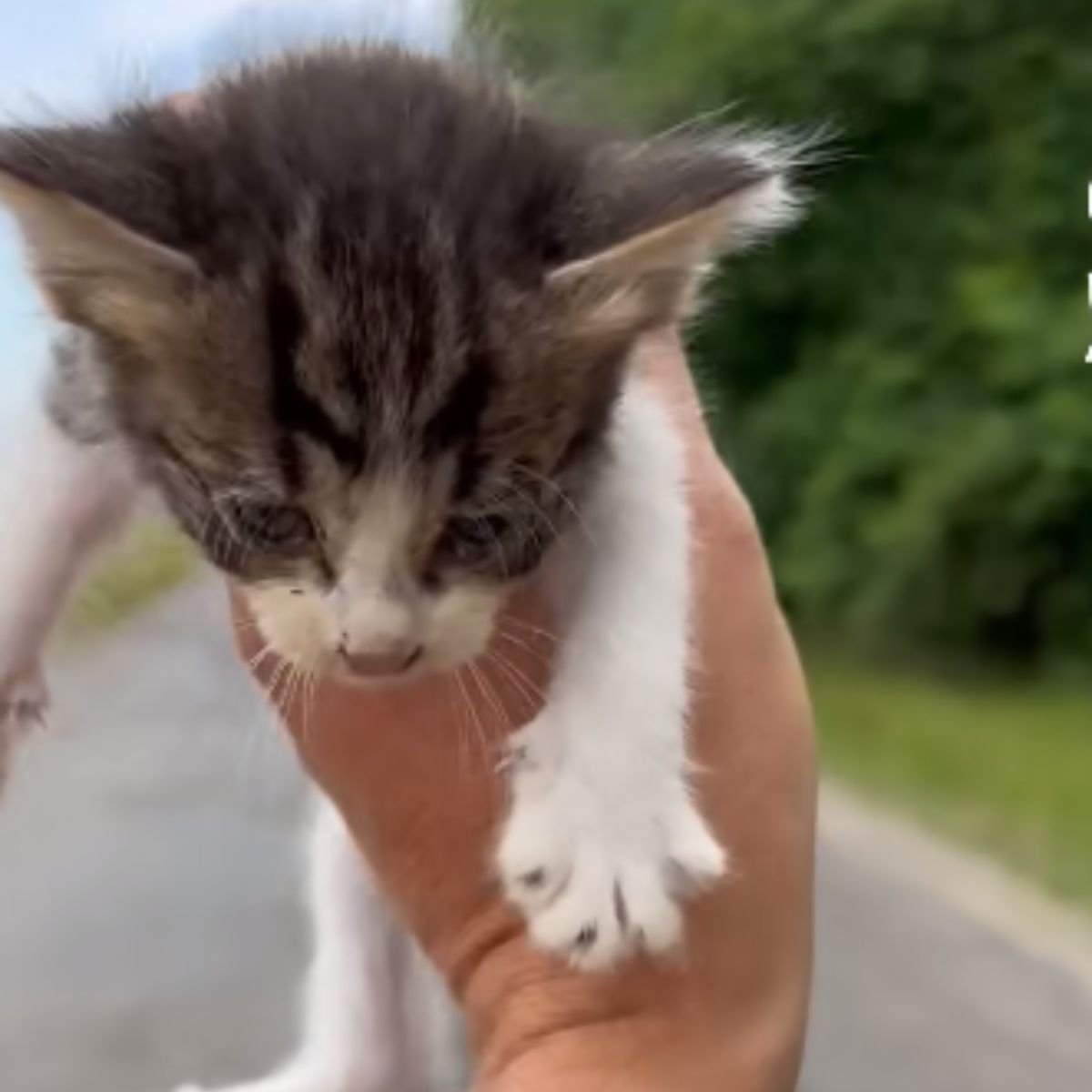 photo of kitten held in hand