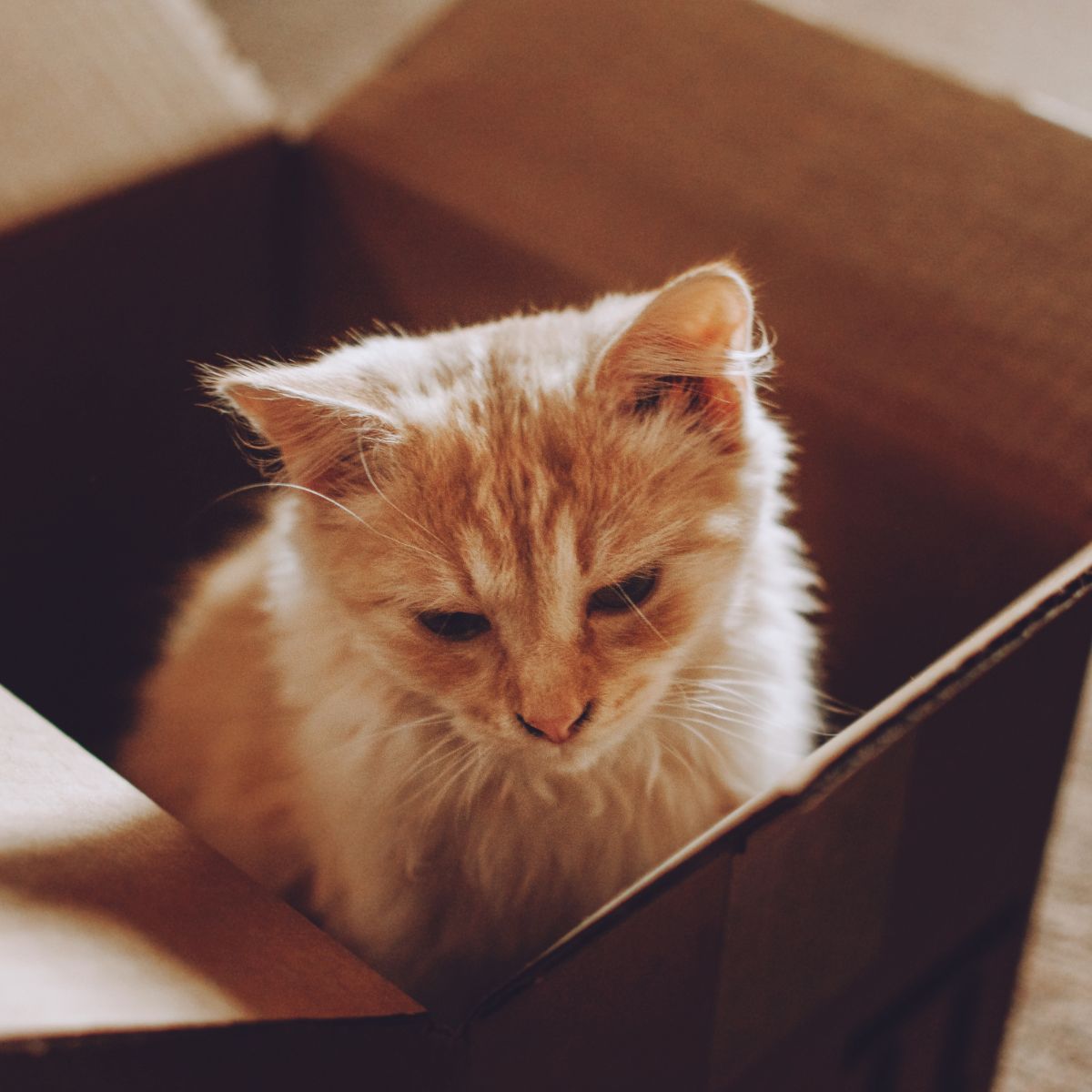 photo of kitten in a box