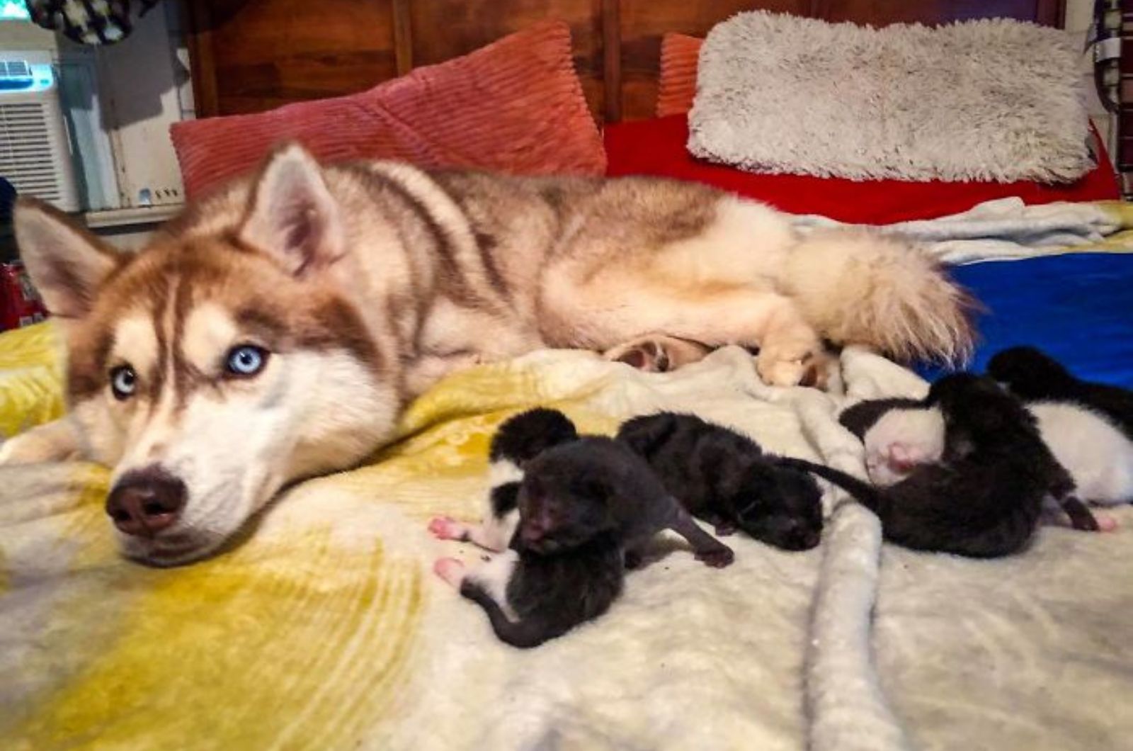 photo of kittens and husky