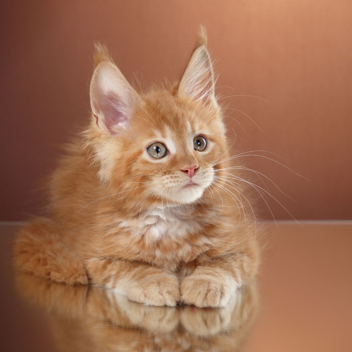 photo of orange kitten
