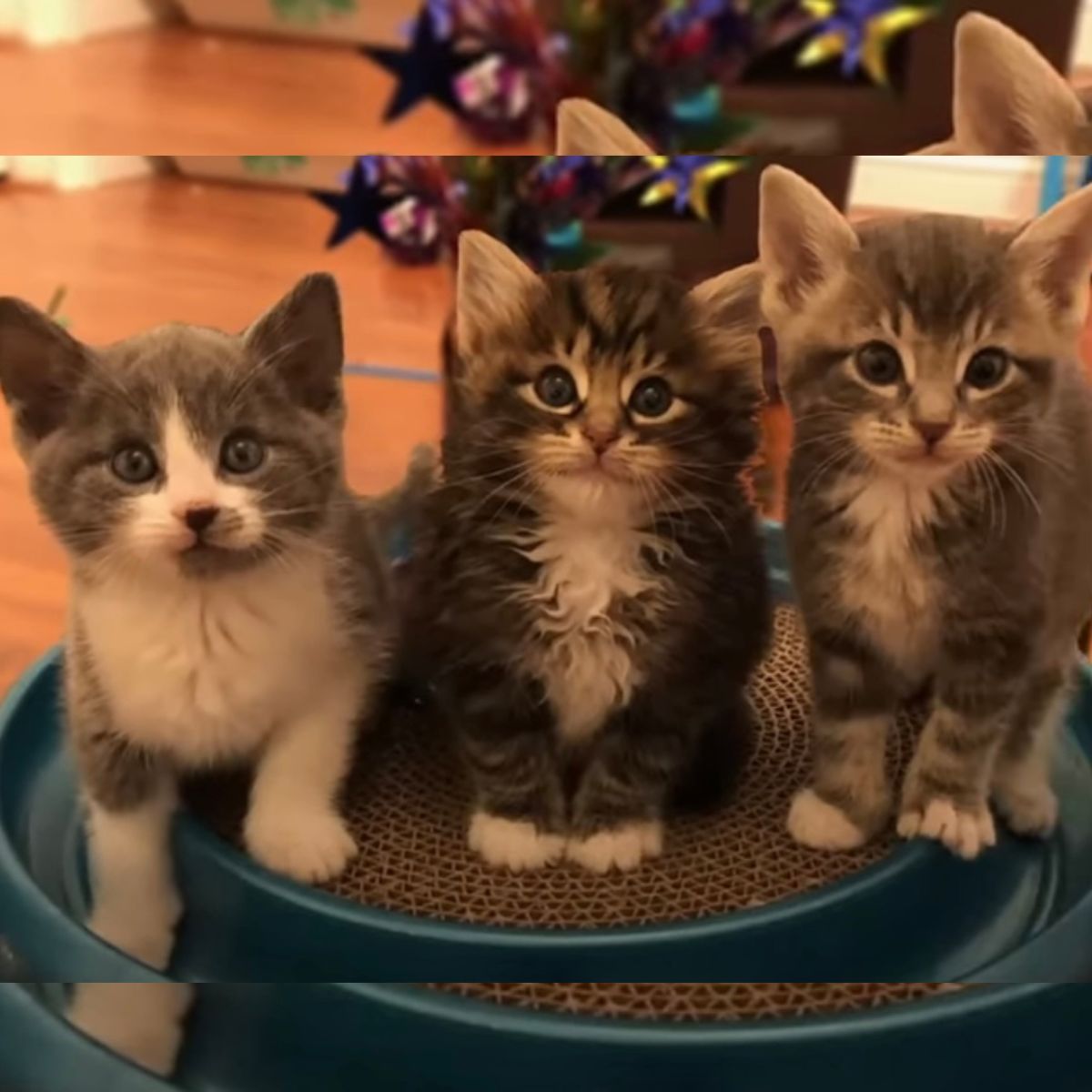 photo of three kittens sitting