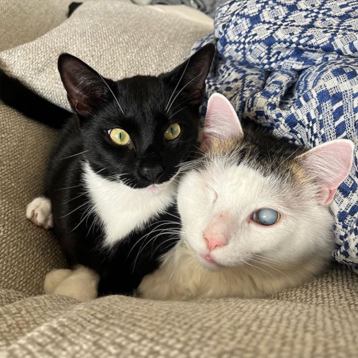 photo of two cats lying on couch