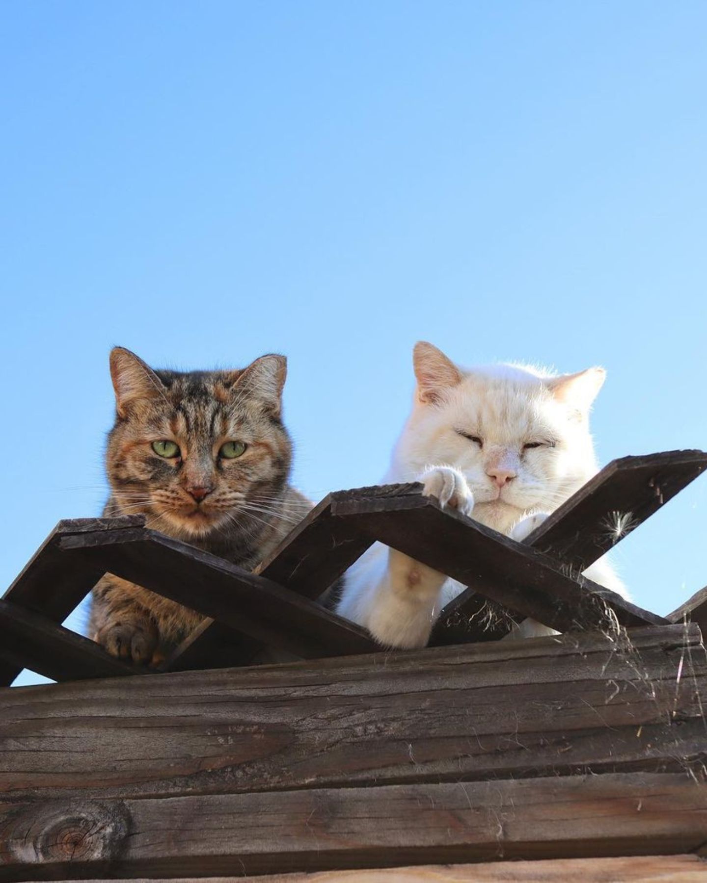 photo of two feral cats