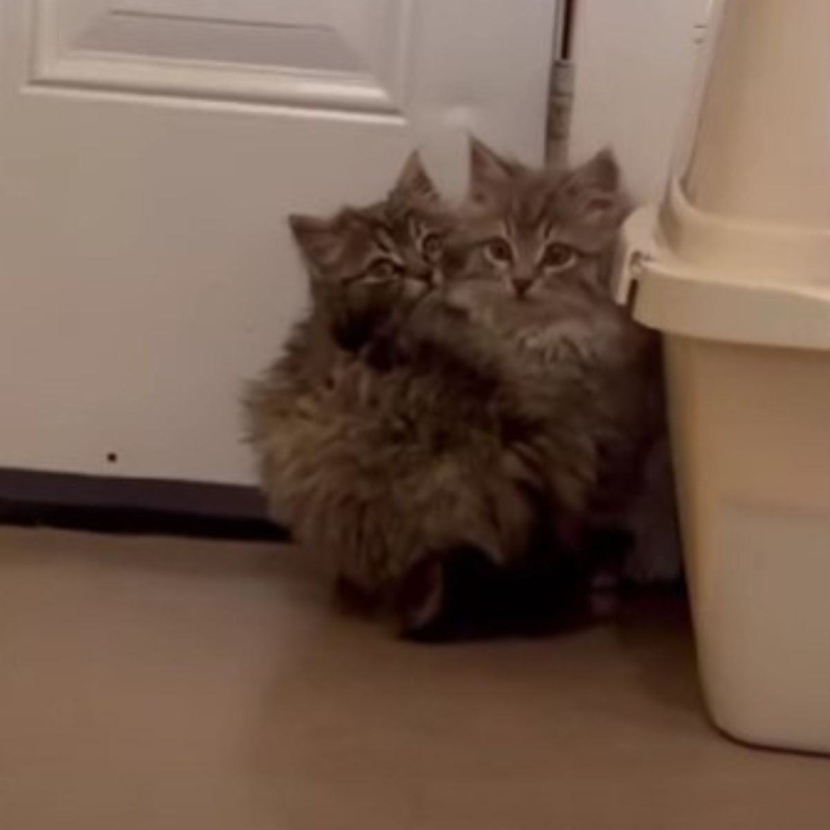 photo of two kittens