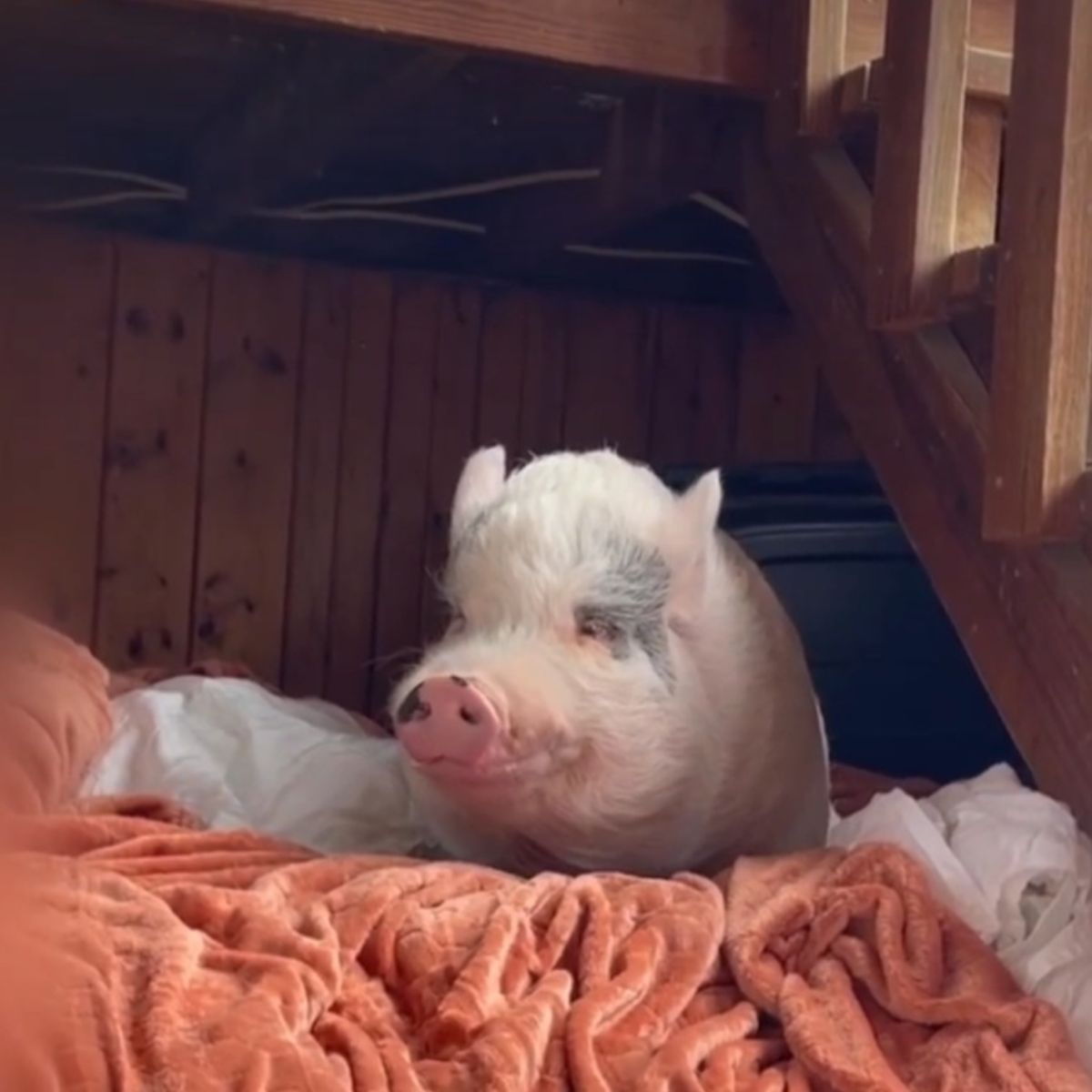 pig in a bed