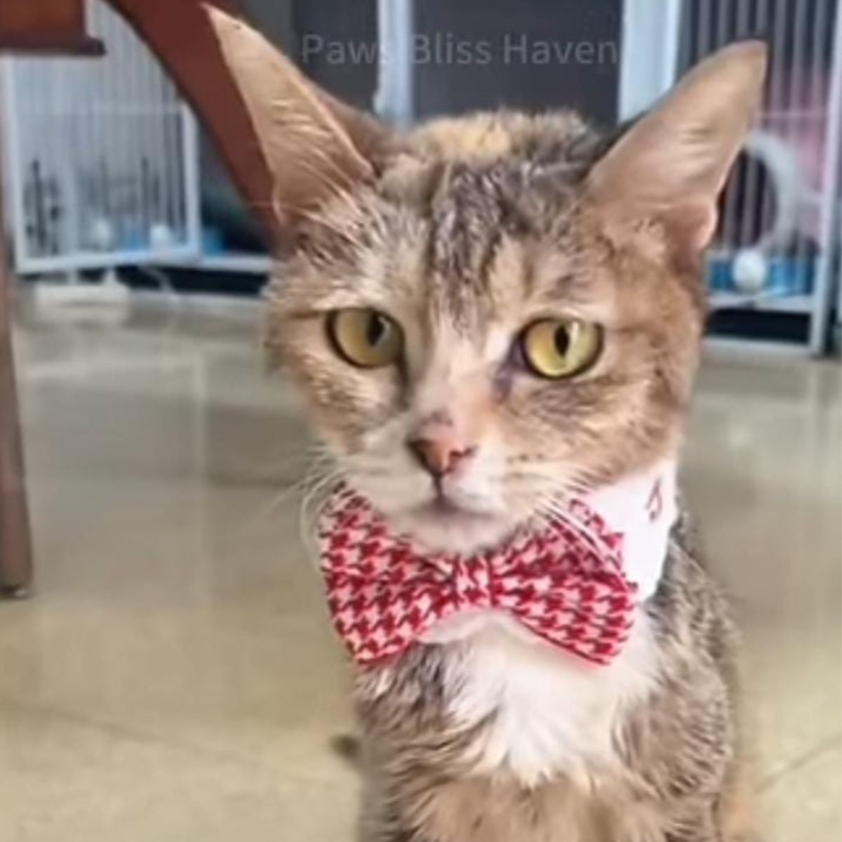 pretty cat with bow
