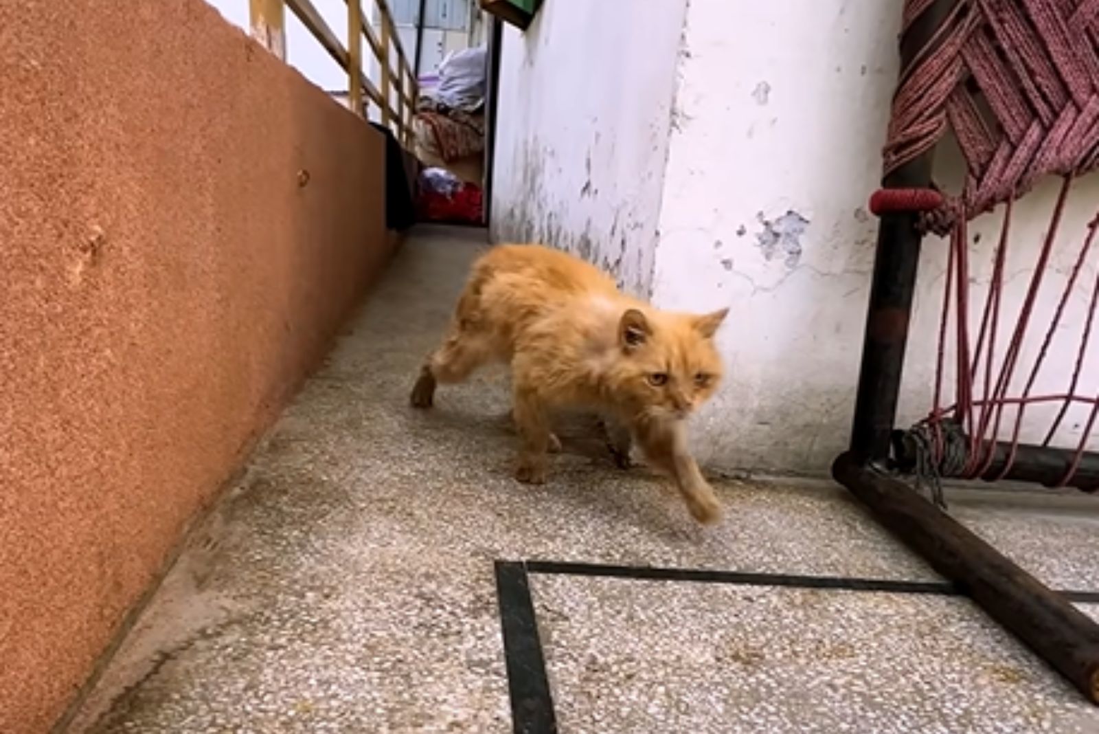 recovered cat walking