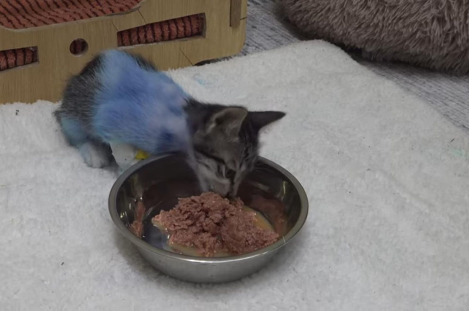 rescued kitten eating