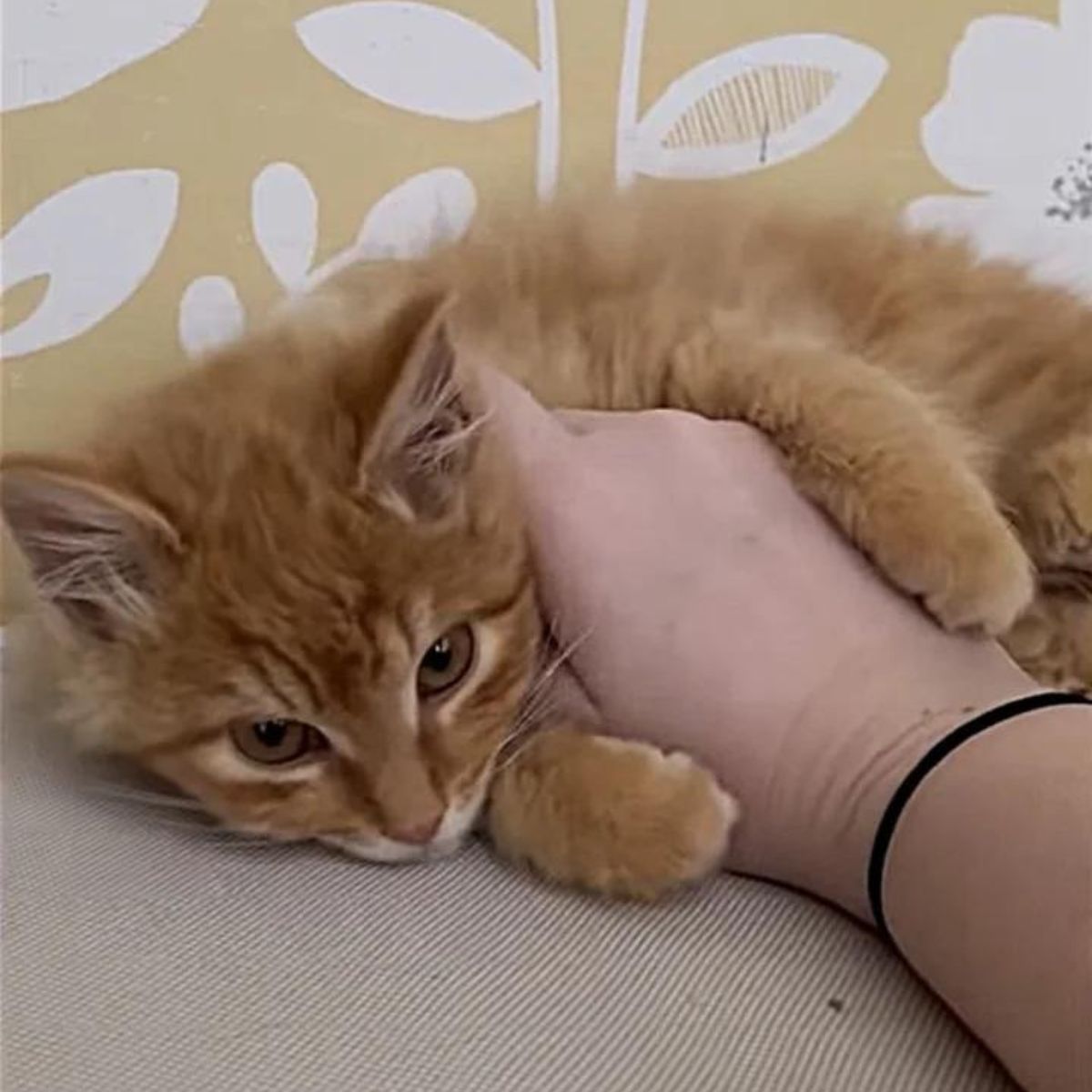 rescued kitten lying