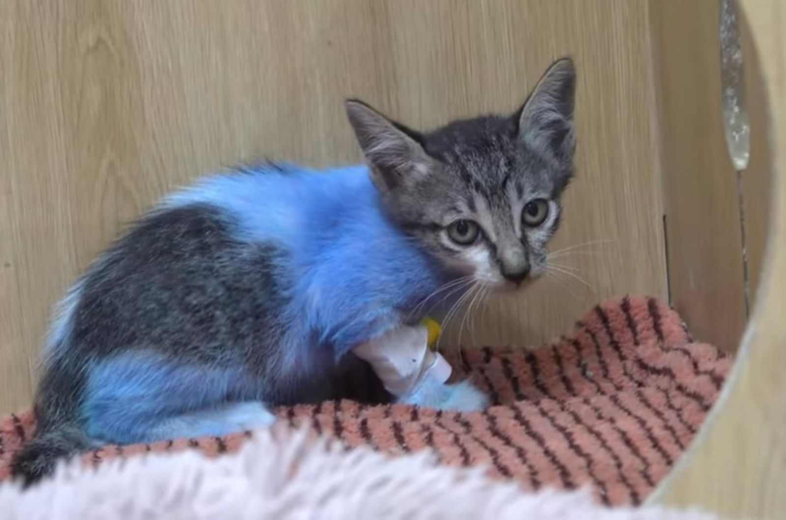 rescued kitten with blue fur