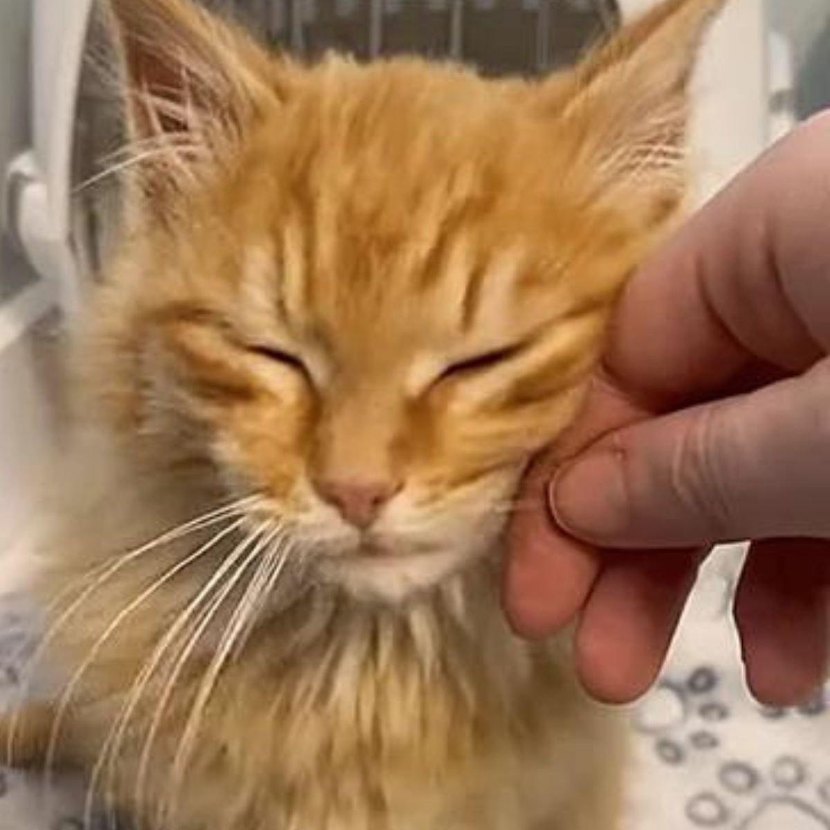 rescued kitten with eyes closed