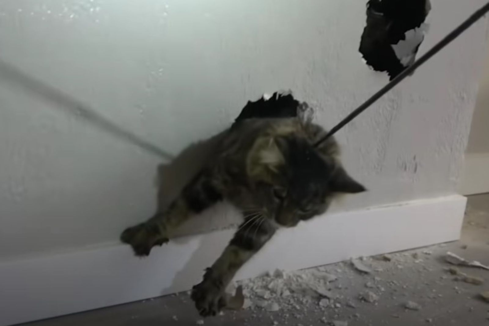 rescuing cat from the wall