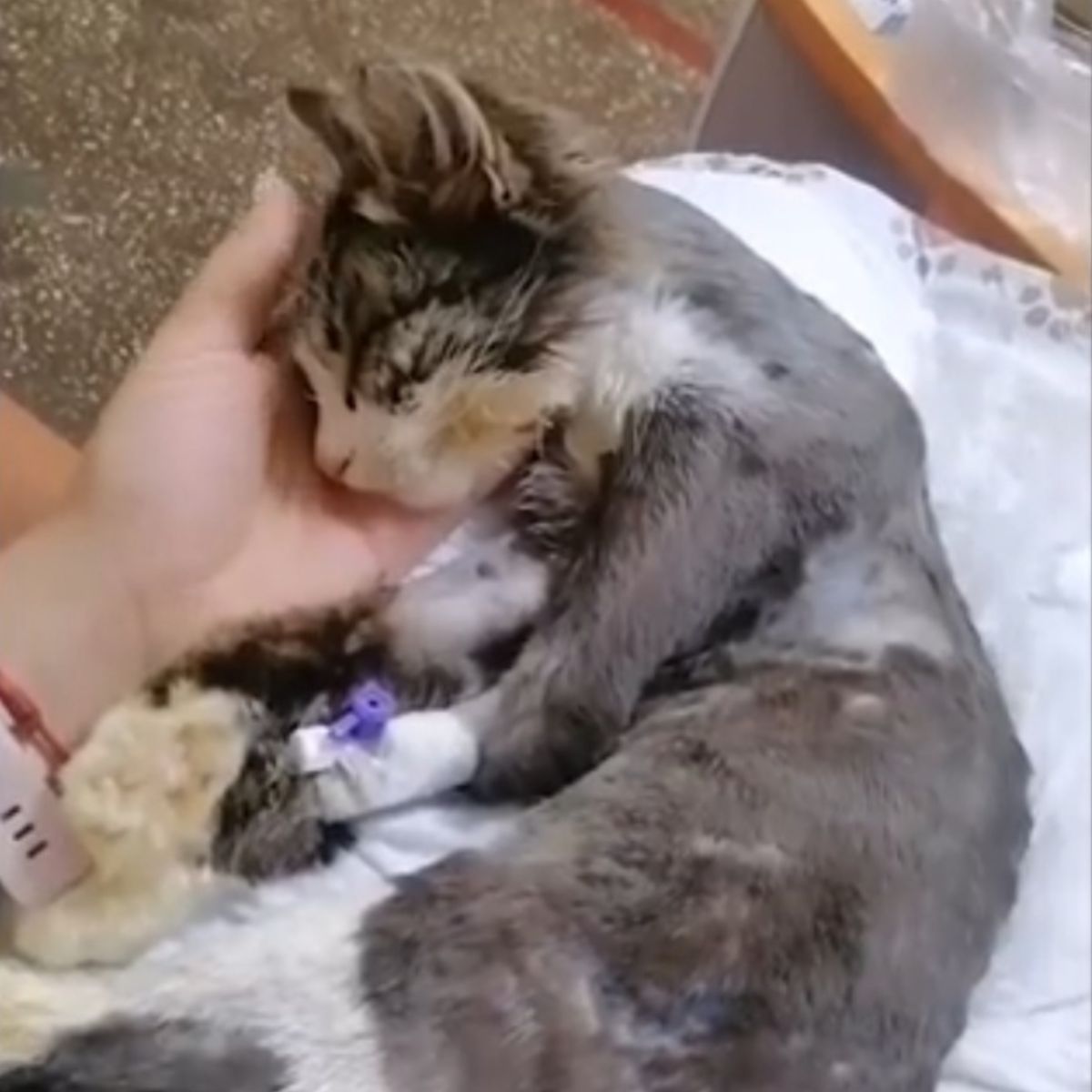 sick cat getting recovered