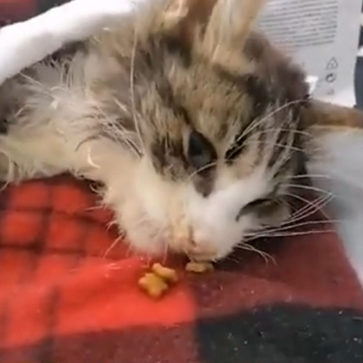 sick cat trying to eat