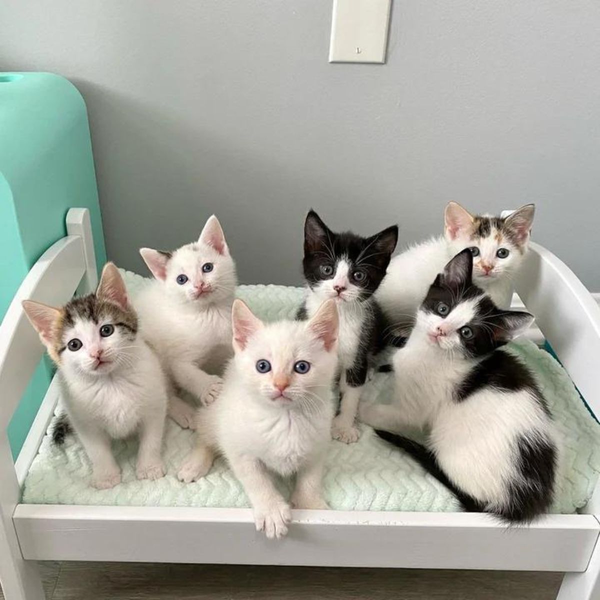 six kittens in a crib