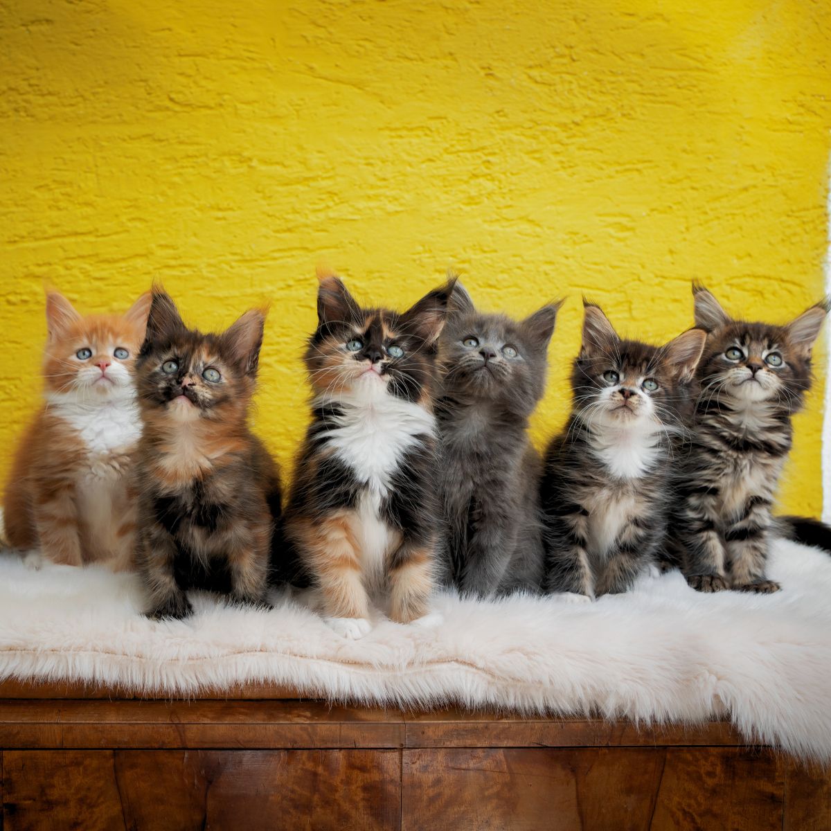 six kittens on a white fluffy cover