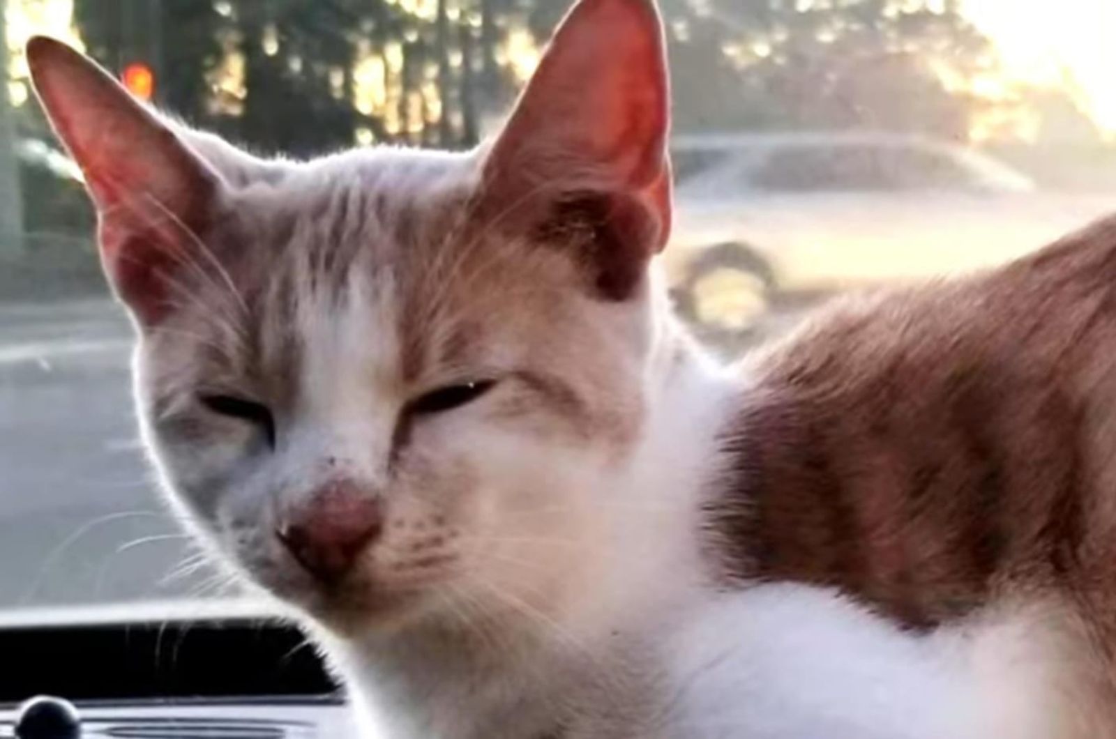 sleepy cat in car