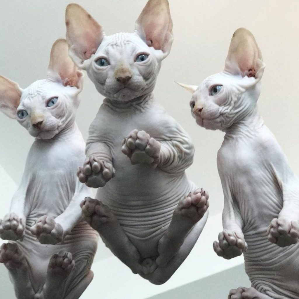 sphynx kittens on glass