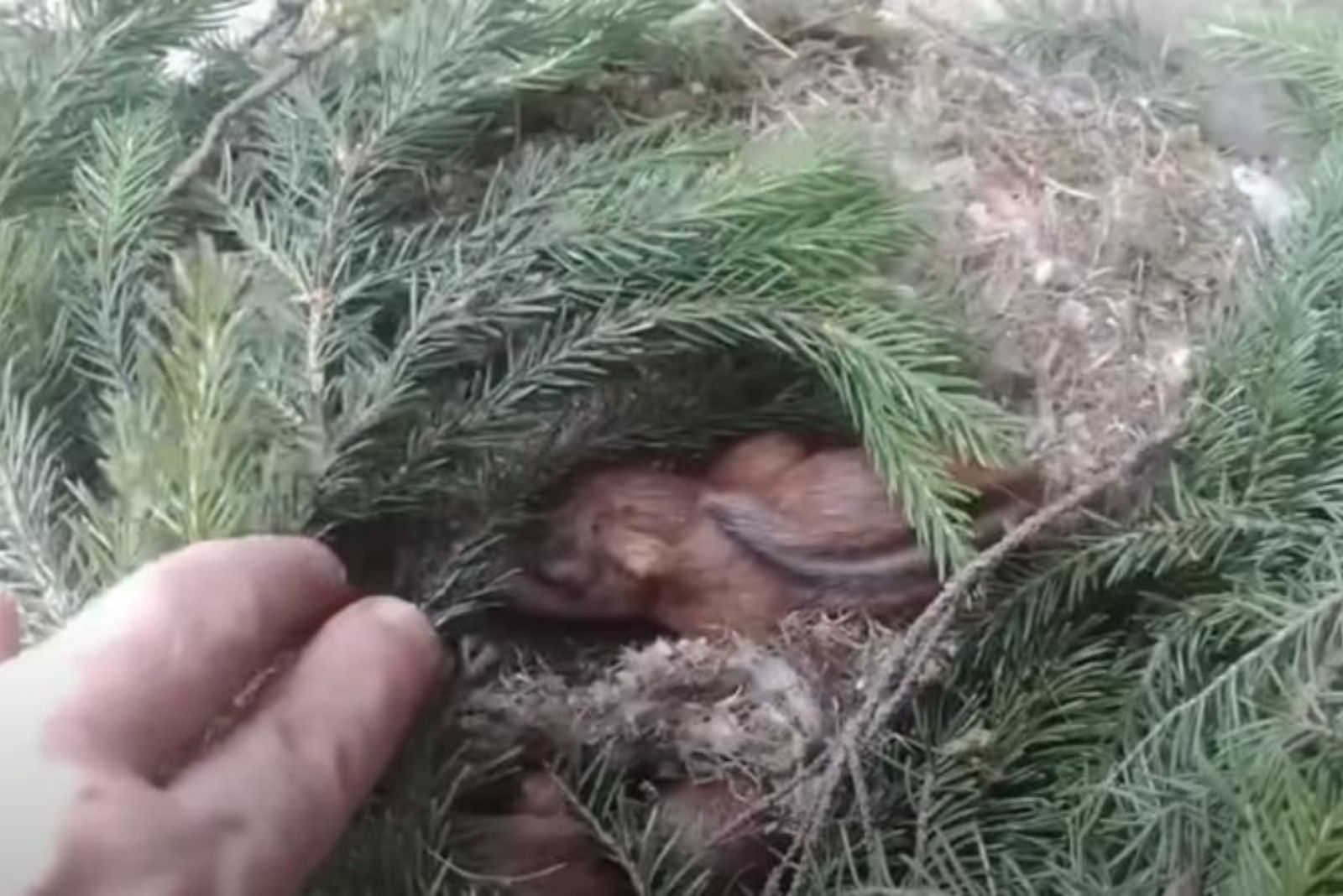 squirrel-nest-on-the-ground