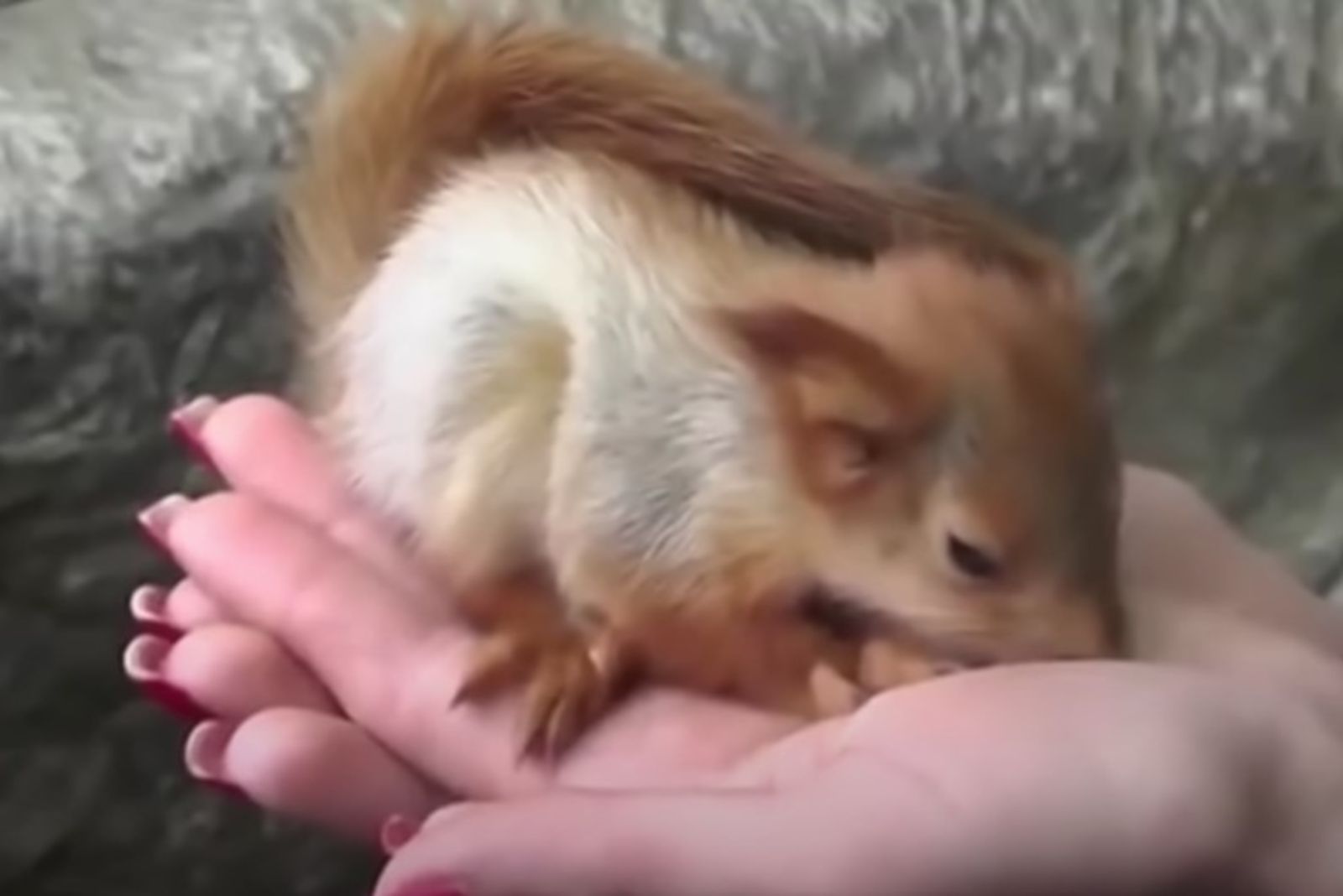squirrel-on-womans-hand