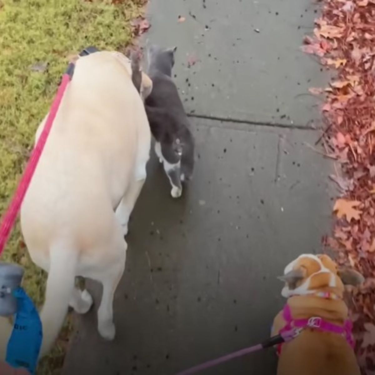 stalker brings dogs and cat in a walk