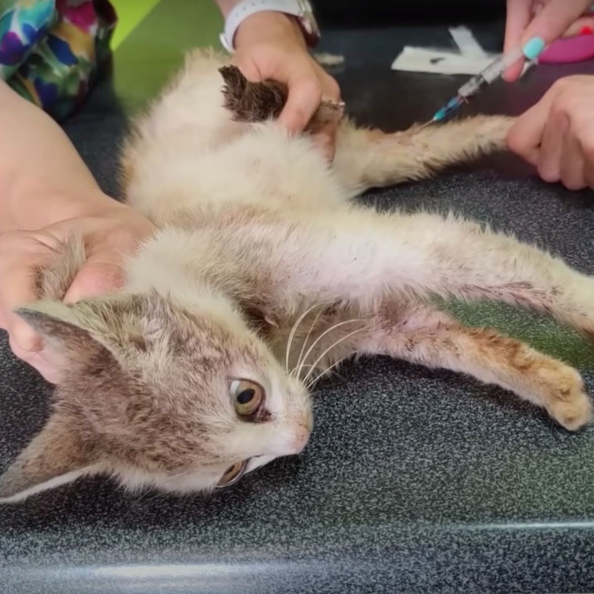 starving cat getting injection