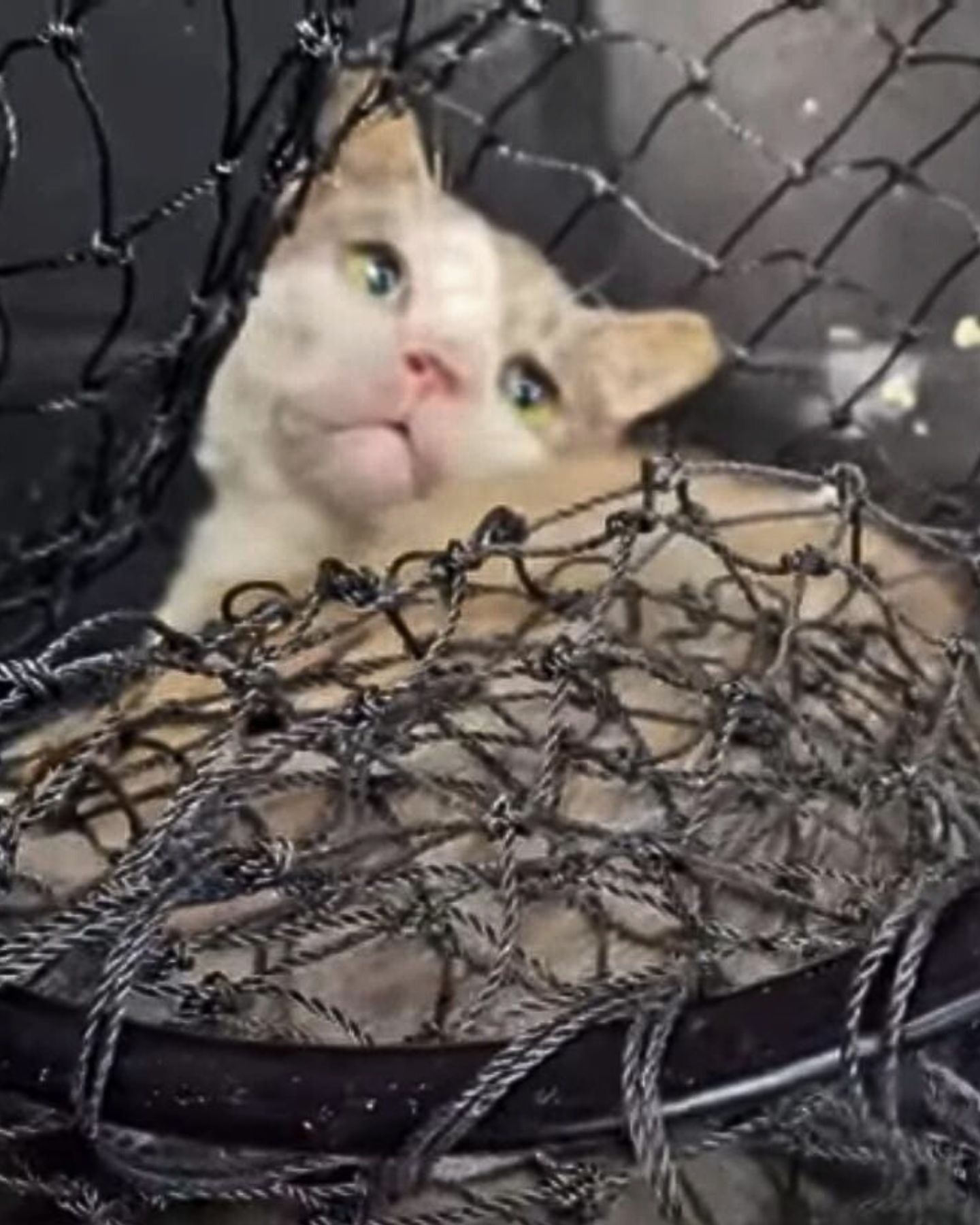 stray cat trapped in net