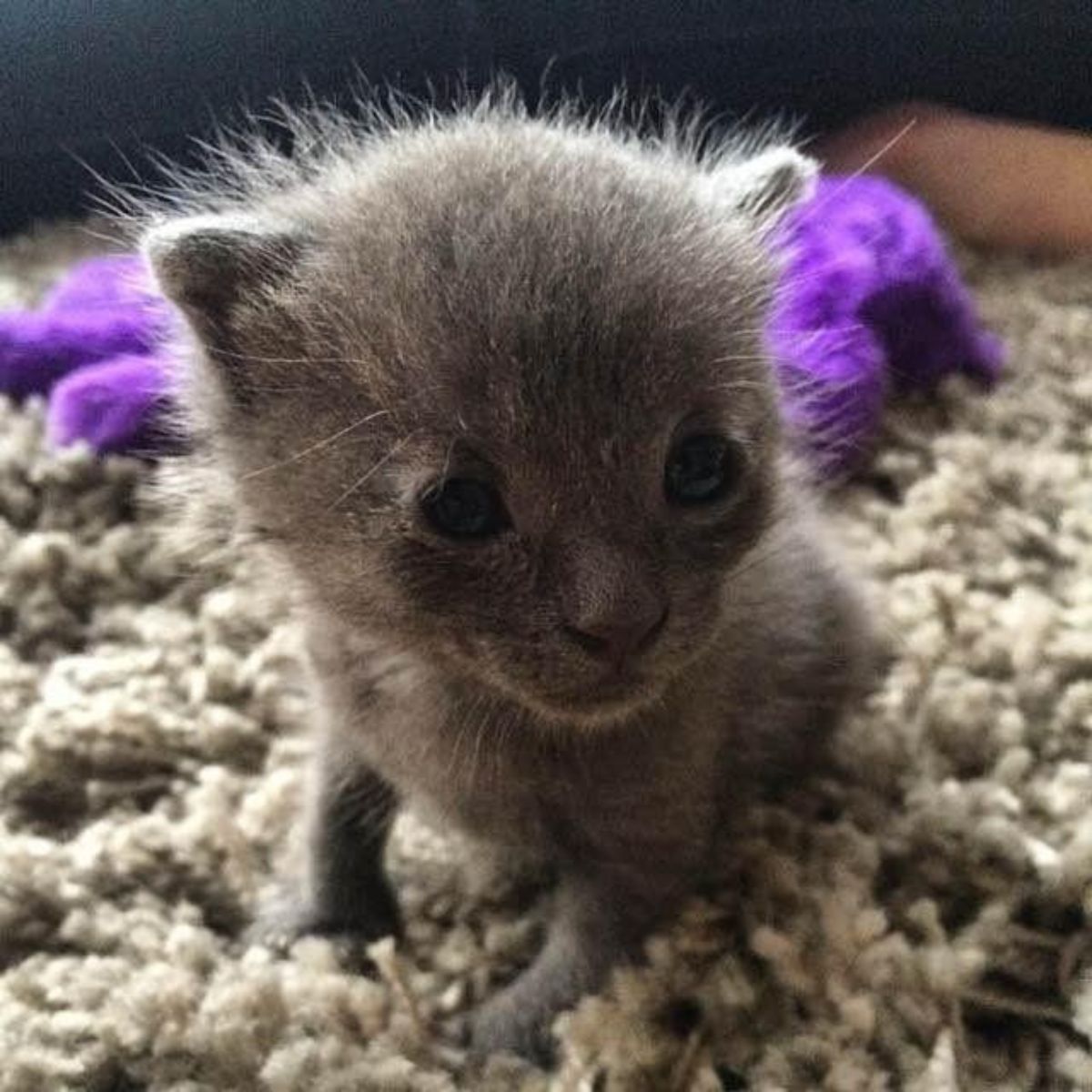 sweet gray newborn kitten
