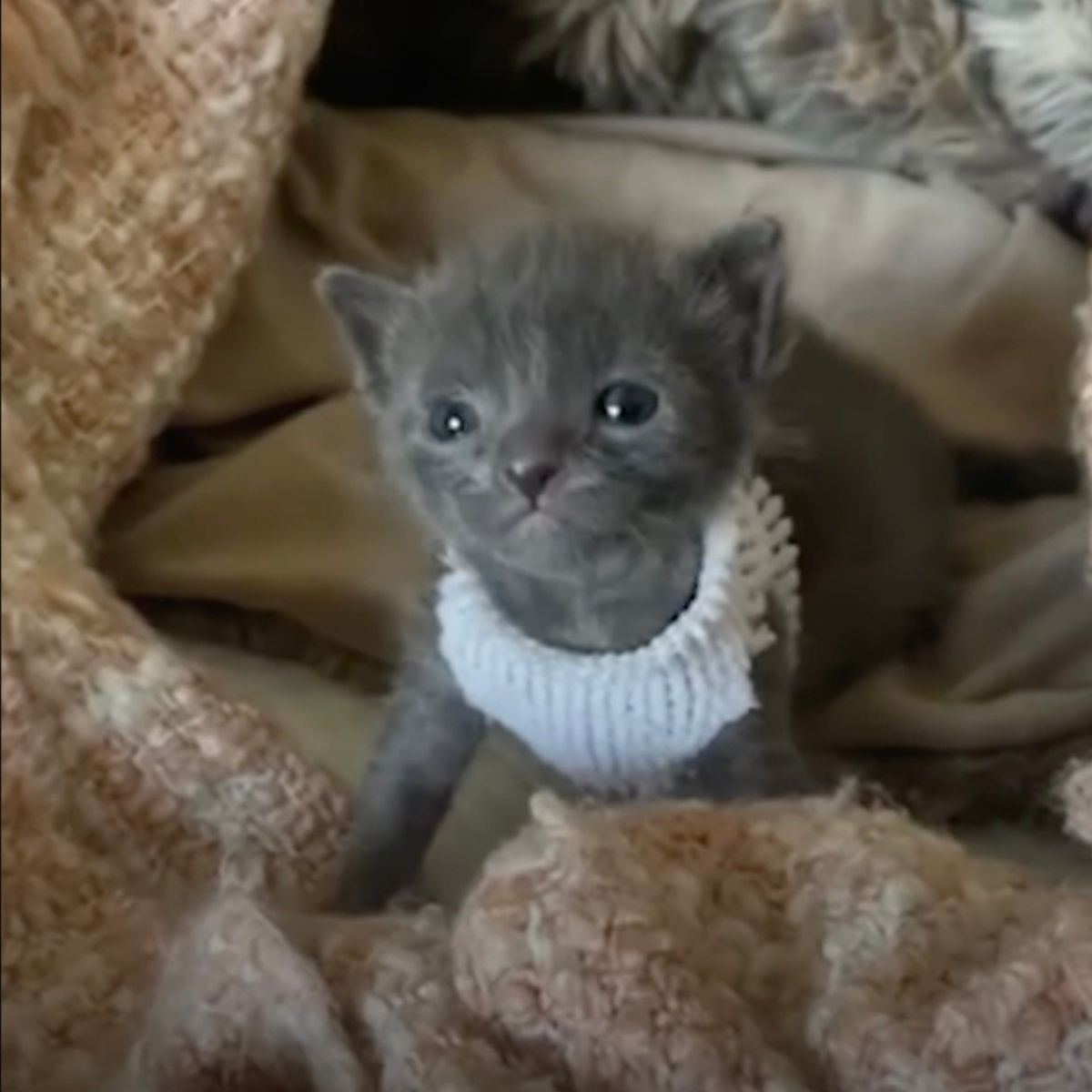 sweet newborn gray kitten