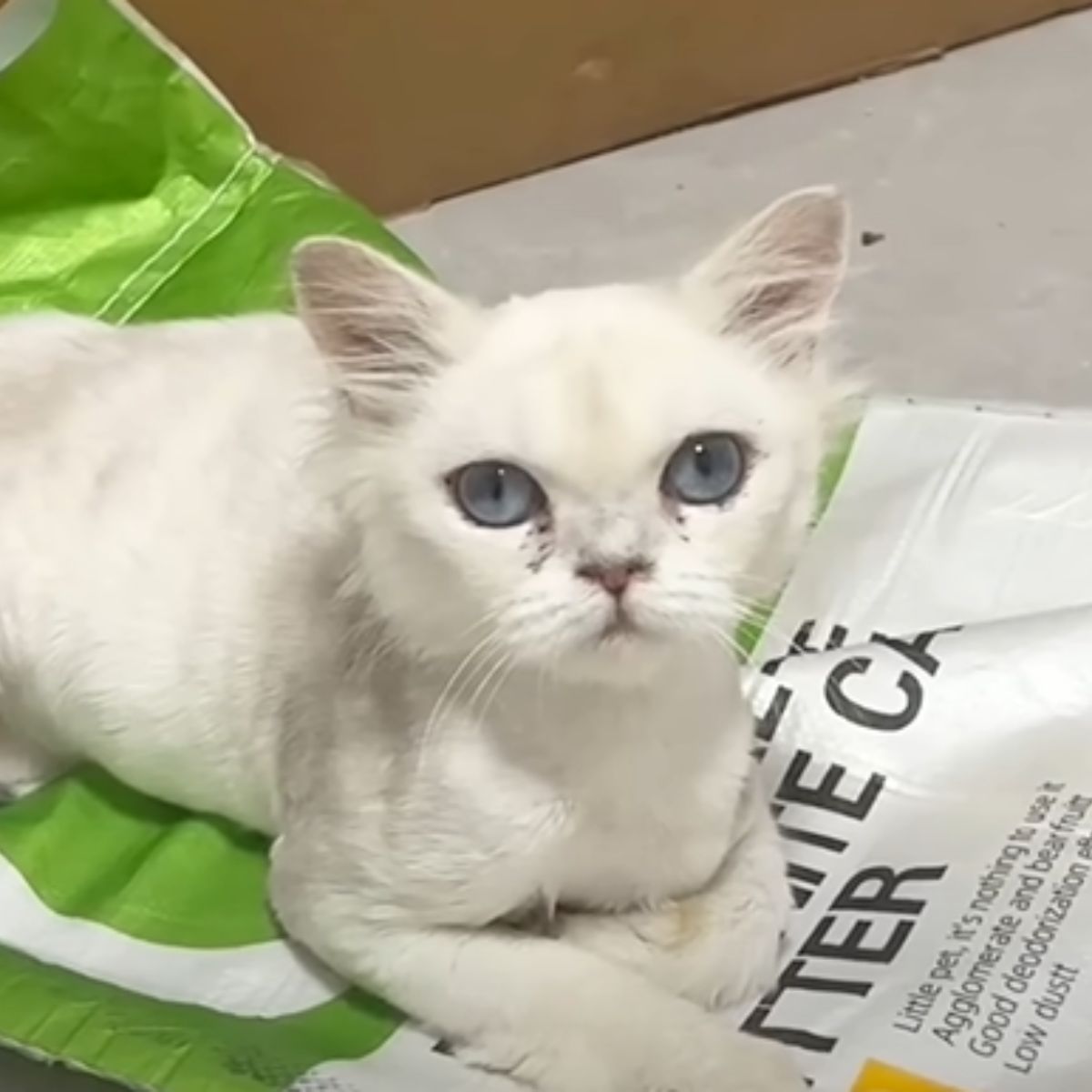 sweet white kitten with blue eyes