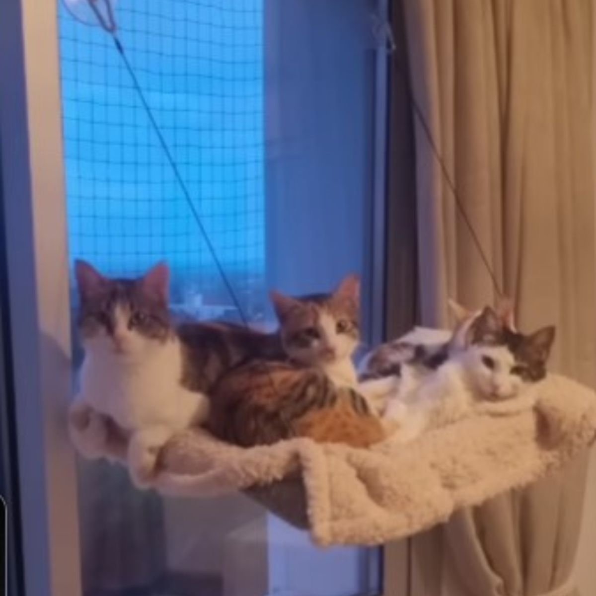 three cats laying together
