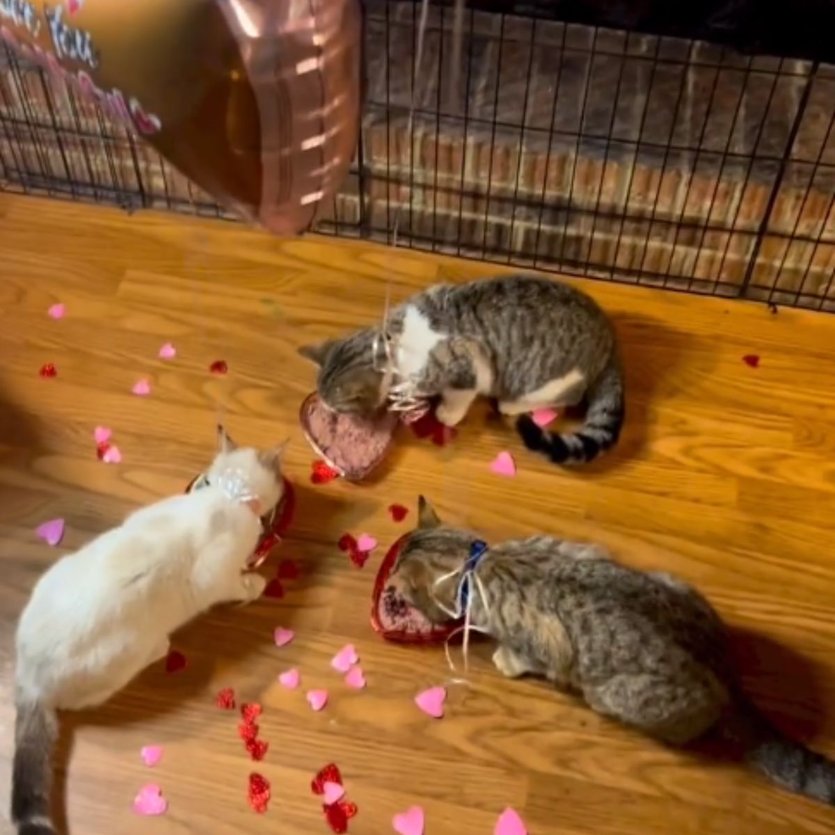 three kittens eating