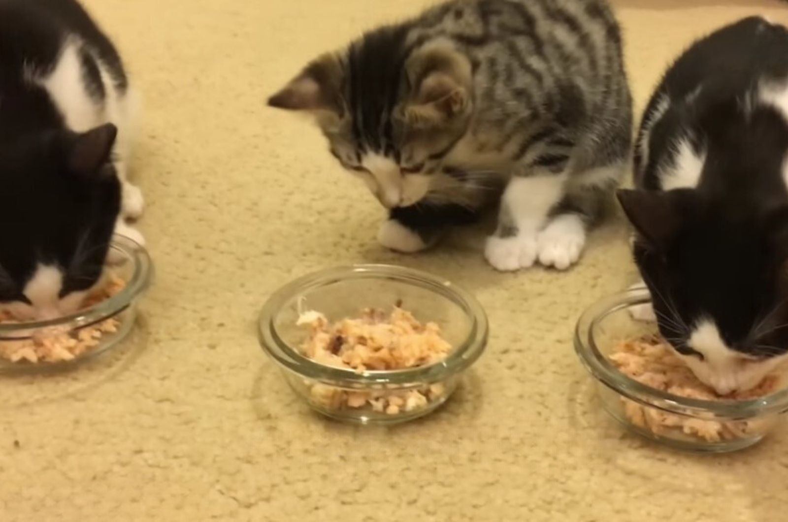 three kittens eating