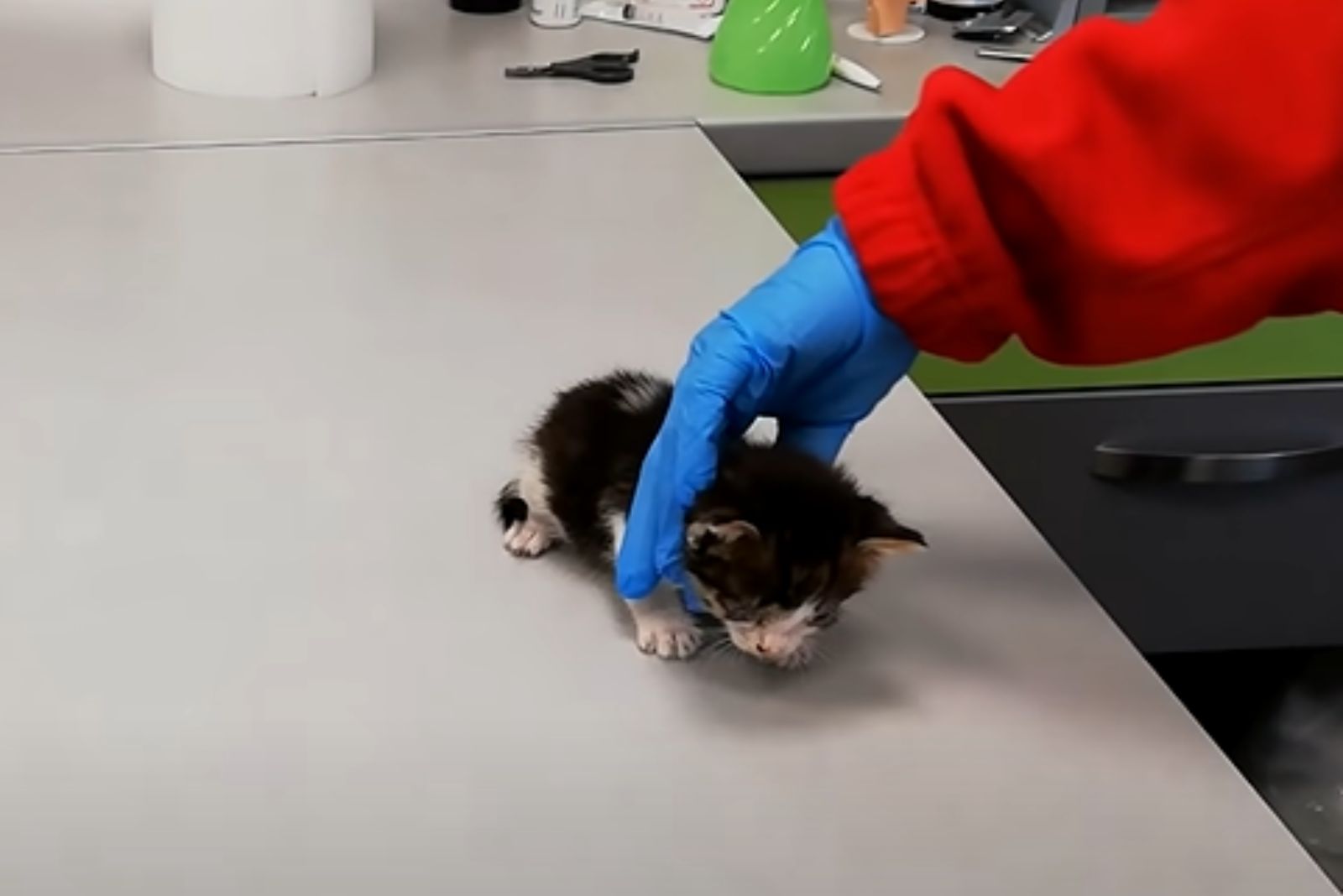 tiny blind kitten at vet